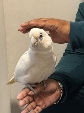 Handreard bare-eyed cockatoo for sale or px
