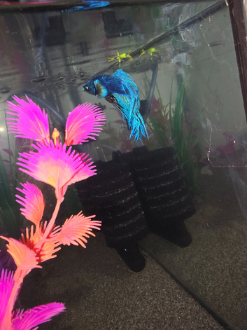 Male betta