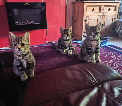 Kittens for sale &pound;80