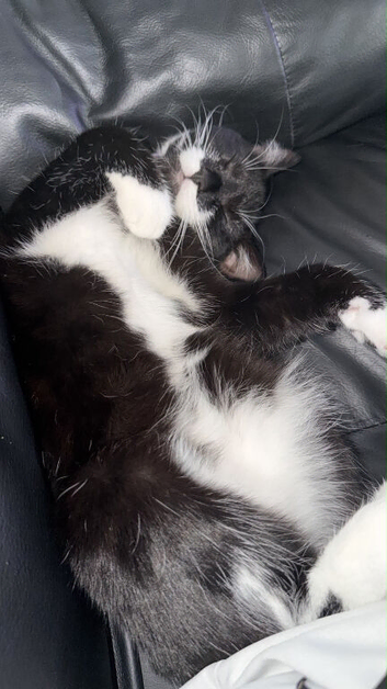 9 month old female kitten for sale.