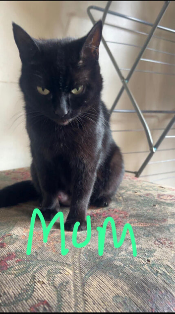 1 male kitten left