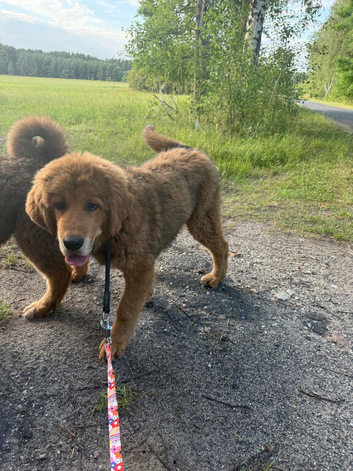 Tibetan mastiff puppy