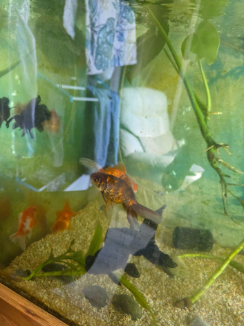 Fancy goldfish