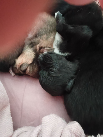 Pomarainan n Papillon.... lovely teddy bear pomarainan/Papillon=paparainian