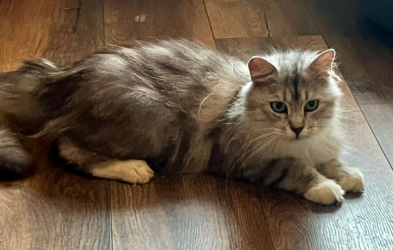 Pure Maine Coon Female