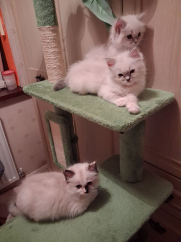 GCCF registered Ragdoll kittens