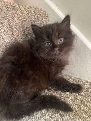 Female kittens
