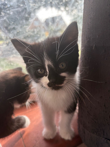 Kittens
