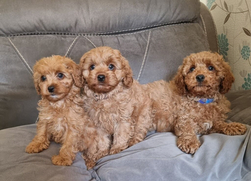 Cavapoo puppies