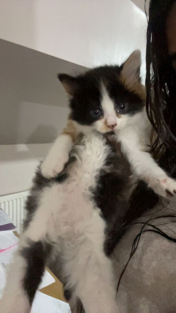 calico cat for sale