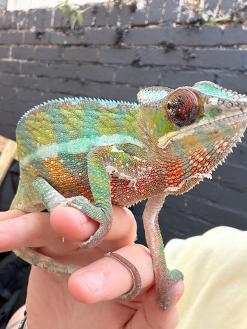 Panther Chameleon