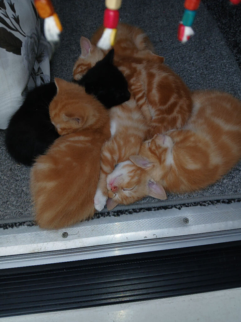 Lovely kittens for sale
