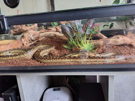 Bull snake and tank