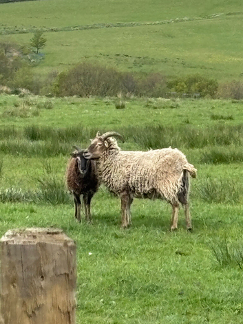6 x soay sheep mixed