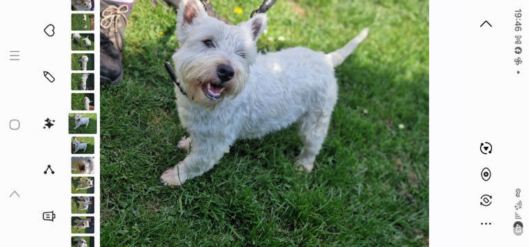 West Highland Terrier Stud Available
