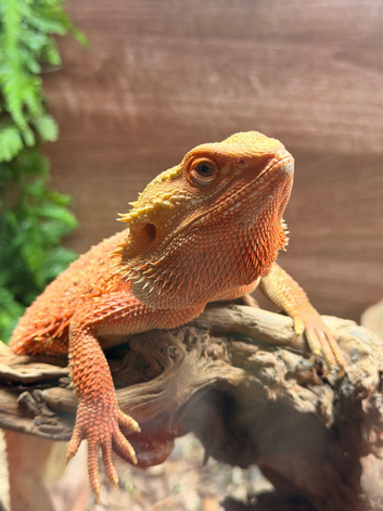 hypo red citrus male