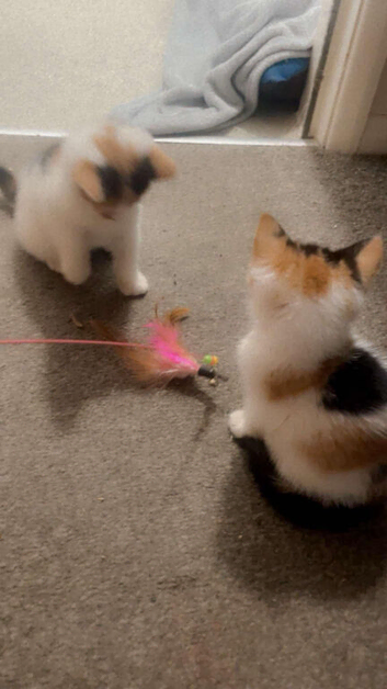 Kittens