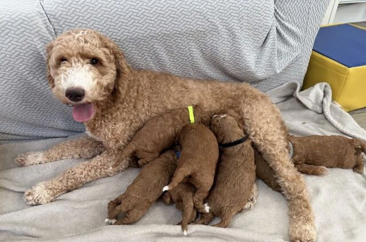 Fabulous Healthy Australian Labradoodle Puppies