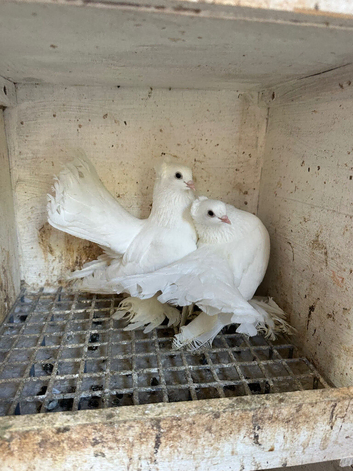 Russian rostov pigeons