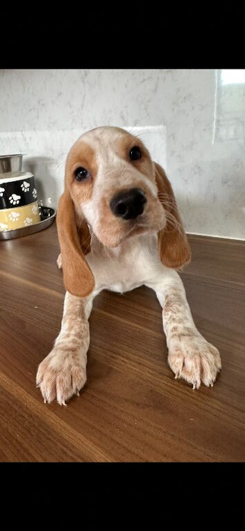 Beaglier puppies 2 left LEFT