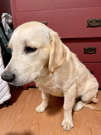 Male golden retriever 7 months