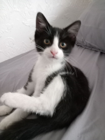 Kittens for sale