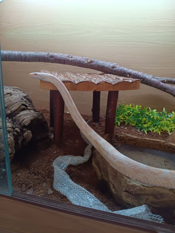 Two corn snakes