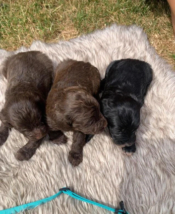 stunning F1 COCKAPOO 2BOYS 1 GIRL