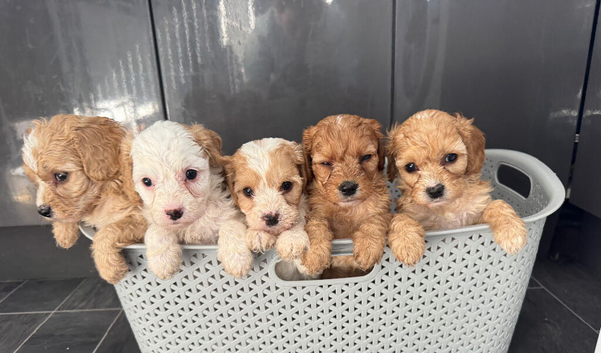 Red cavapoo puppies!