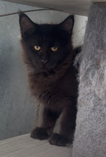 XL black,black smoke,tabby maine coon kittens