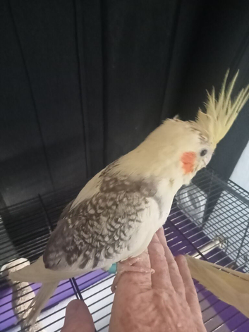 Hand reared baby cockatiel s