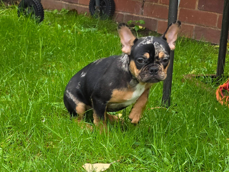 Beautiful Frenchie Pups