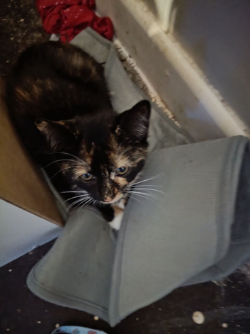 Kitten