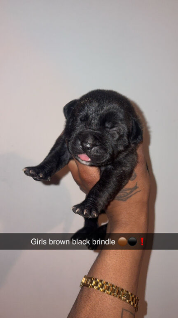 Presa canario puppy&rsquo;s
