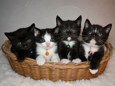 Beautiful Kittens