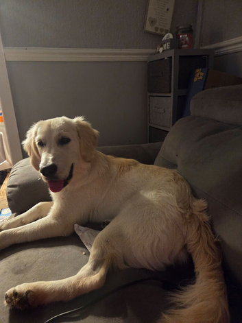 Golden retriever