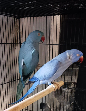 Bonded pair of beautiful coloured Ring necks available