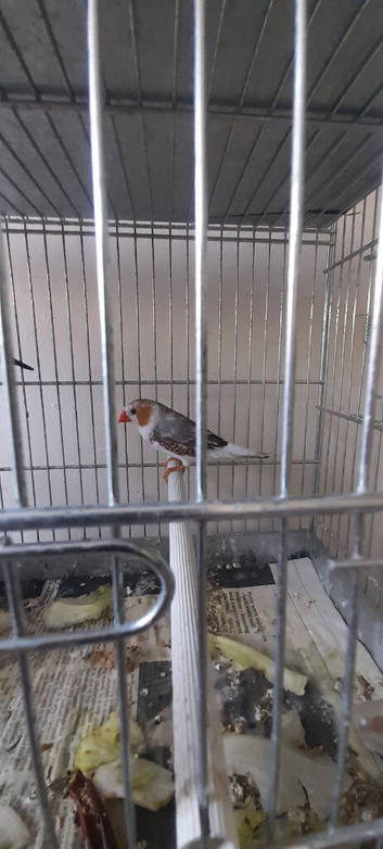 Bengalese and zebra finches