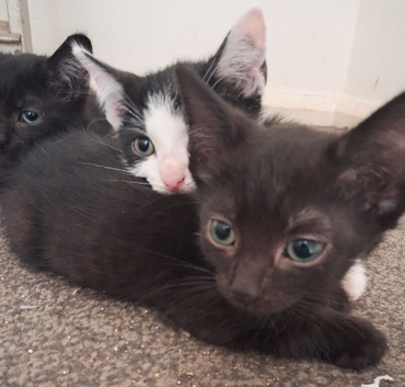 3 beautiful kittens for sale