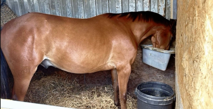 15.2 Standard Bred 3 Yr old Gelding