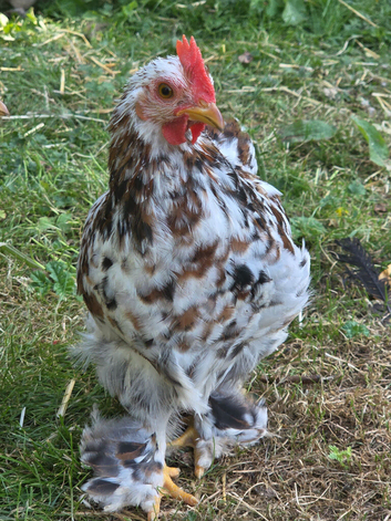 Pekin bantam cockrells
