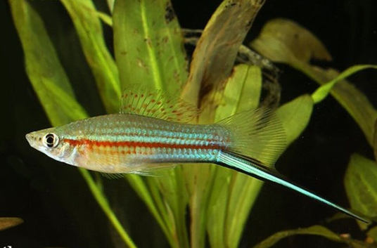Swordtails free