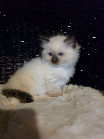Ragdoll kitten one boy ready now