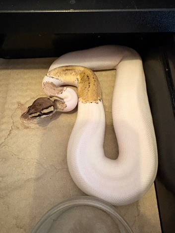 Baby male high white  leopard phantom pied