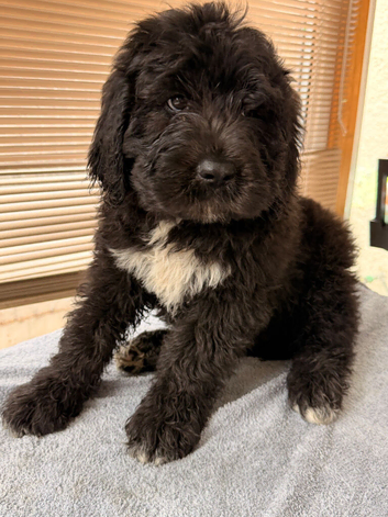 stunning bernedoodle puppy