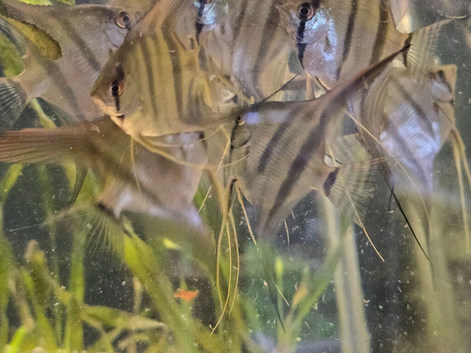 Angel fish