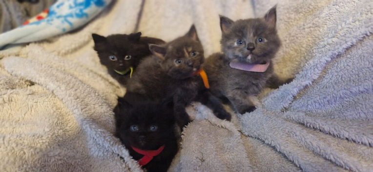 4 kittens for sale