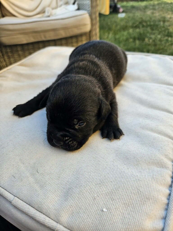 Bullador puppies