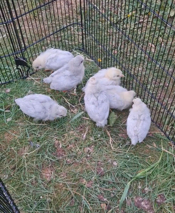 Lavender Aracana chicks Unsexed