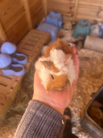 Peruvian Guineapigs